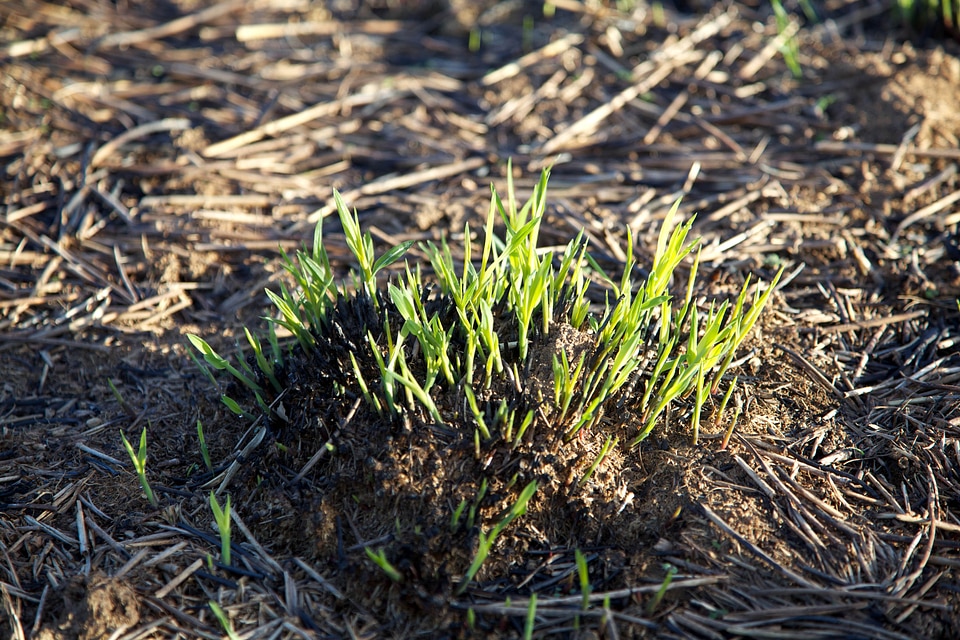 Andropogon Gerardii fire 