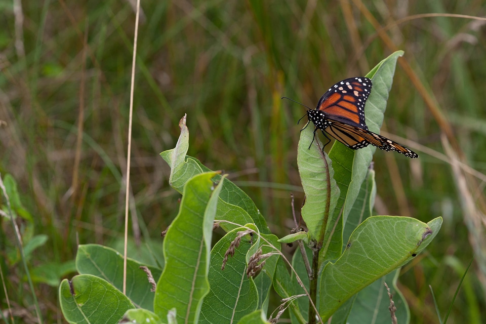 Asclepias Syriaca bug butterfly