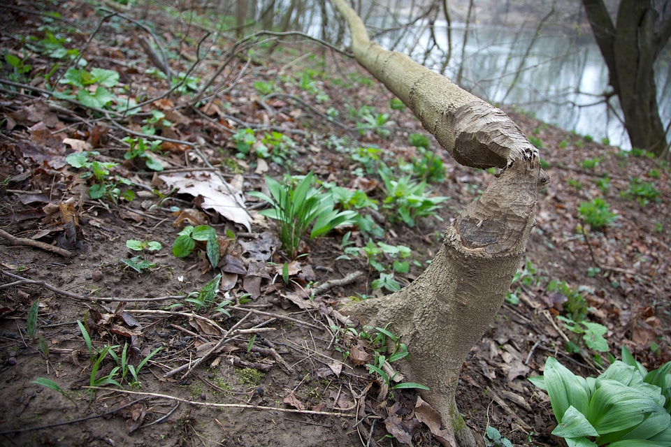 Beaver forest habitat