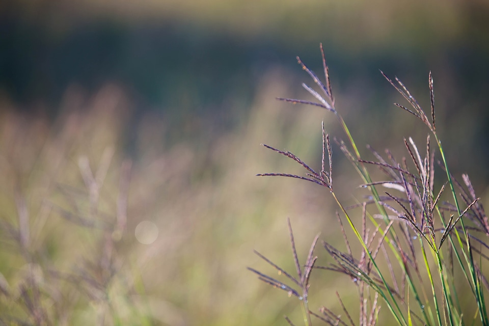 Andropogon Gerardii bearing grass plants