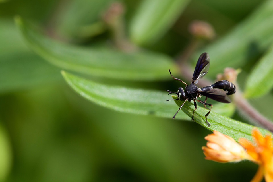 Asclepias Tuberosa beautiful photo bug