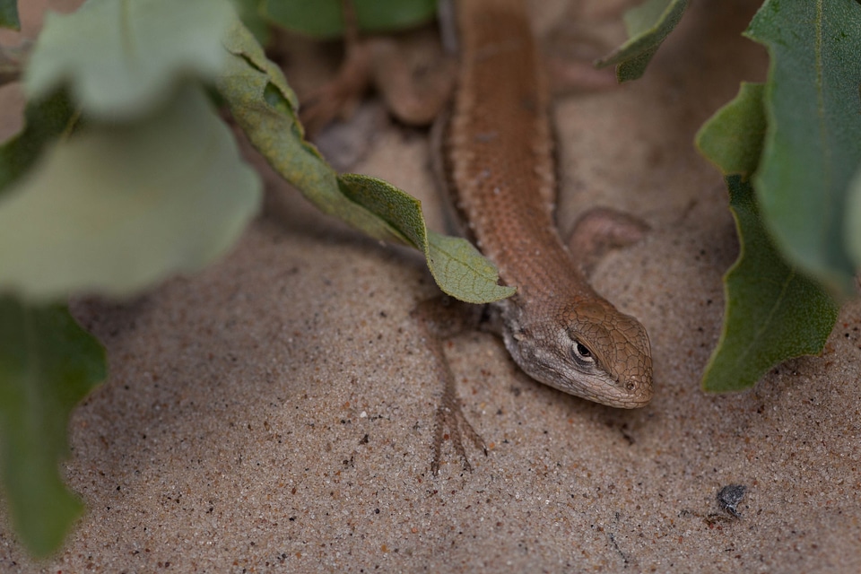Animal Artemisia tridentata lizard