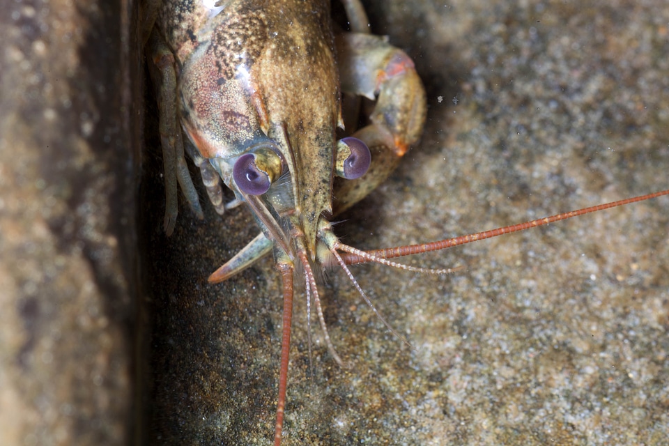 Animal cave crawfish
