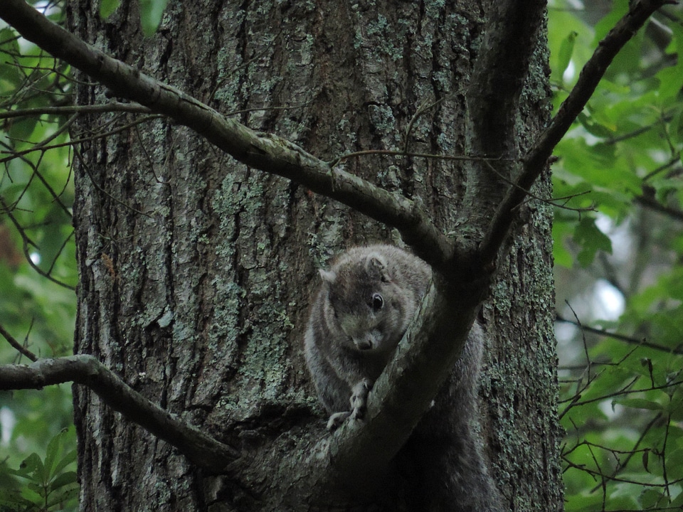 Animal chipmunk forest