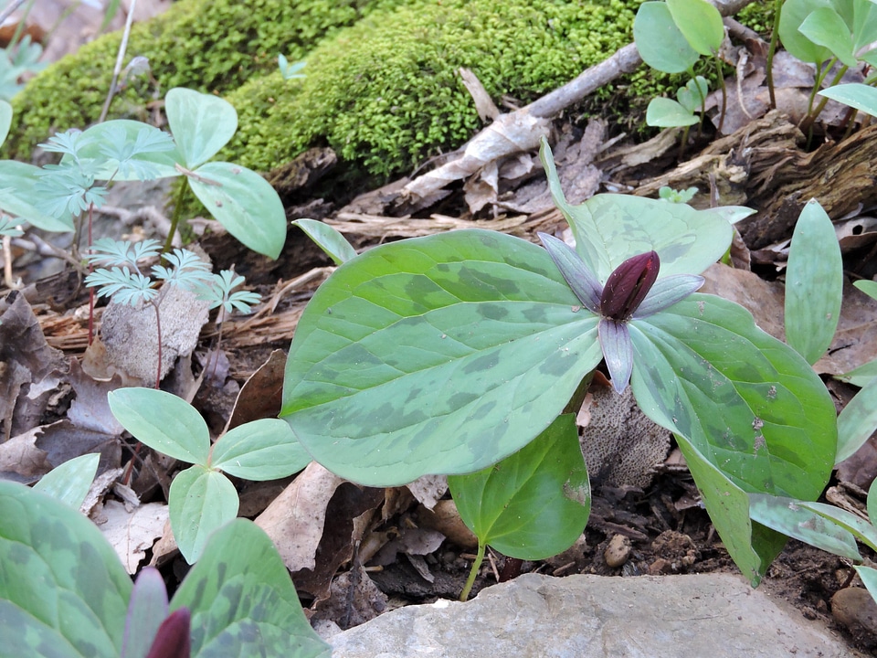Forest jungle plant