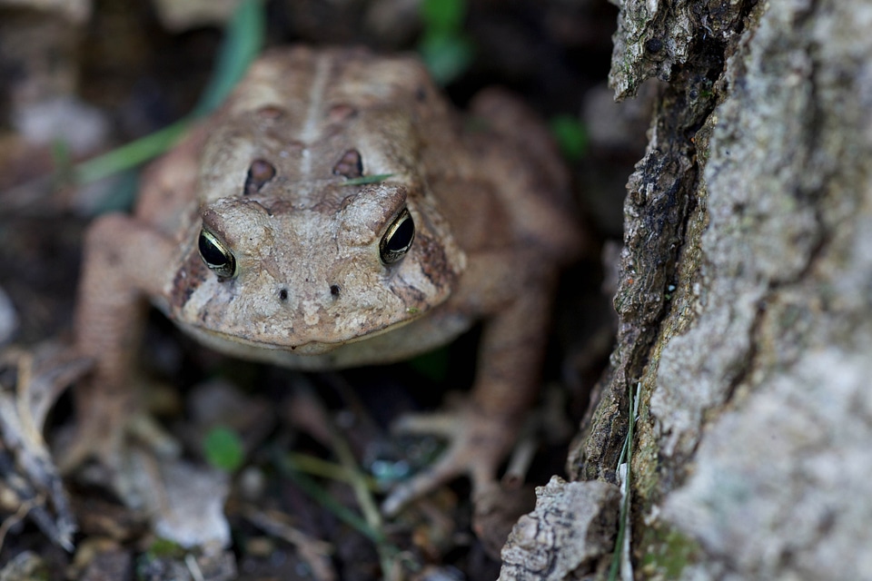 American amphibia beautiful photo