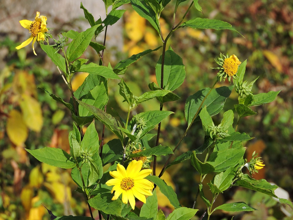 Bearing blossoming common