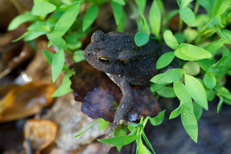 American animal brook
