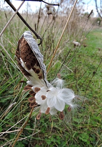 Asclepias Syriaca bearing common