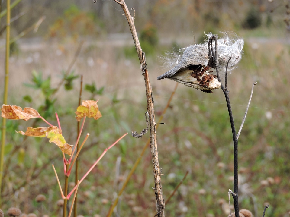 Asclepias Syriaca common seed