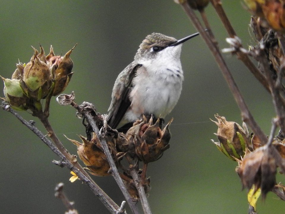 Bird bird watcher bush