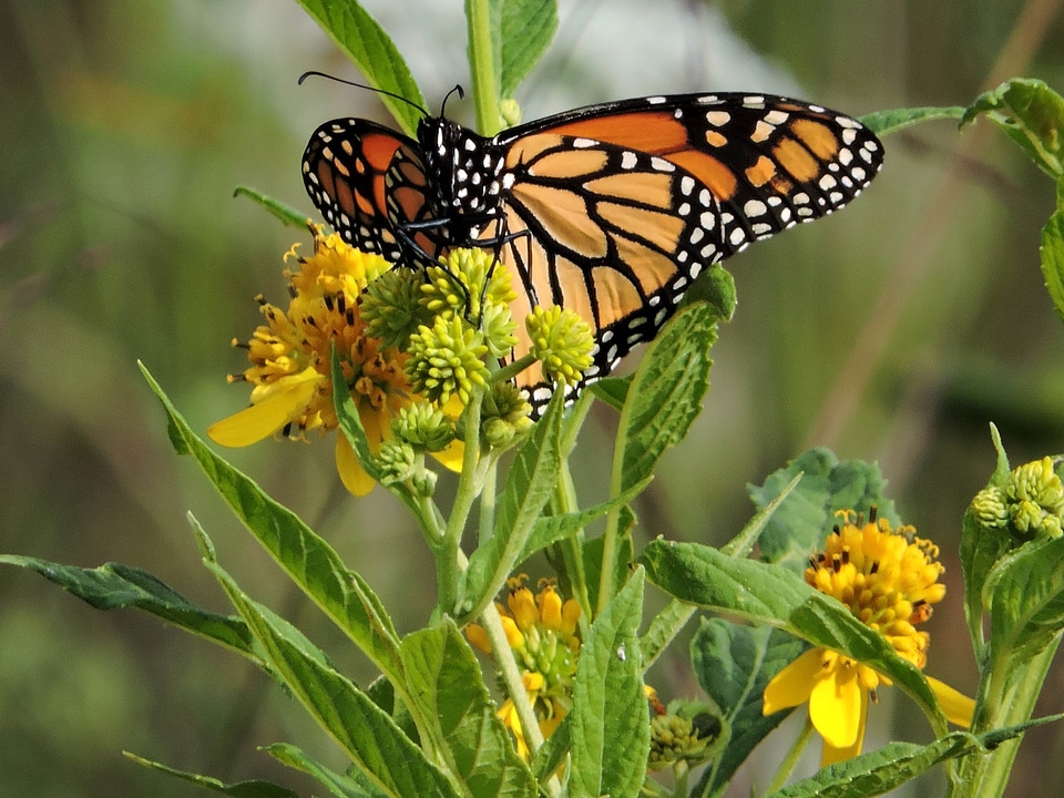 Bug butterfly canada
