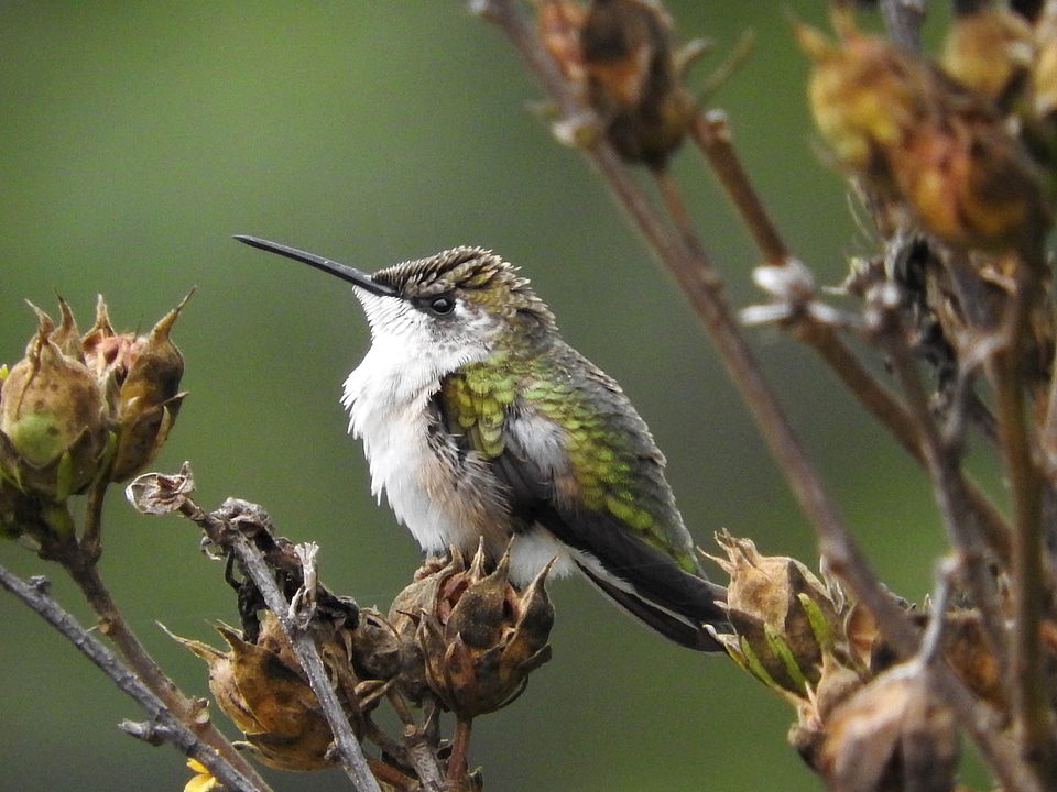Bird bush hummingbird