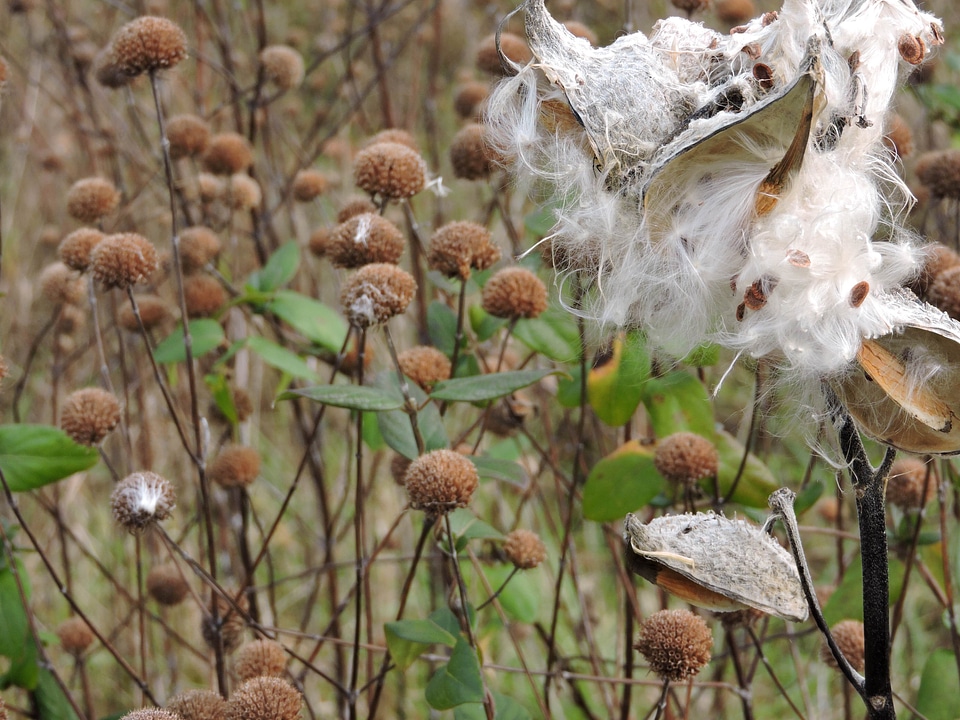 Asclepias Syriaca bearing beautiful photo