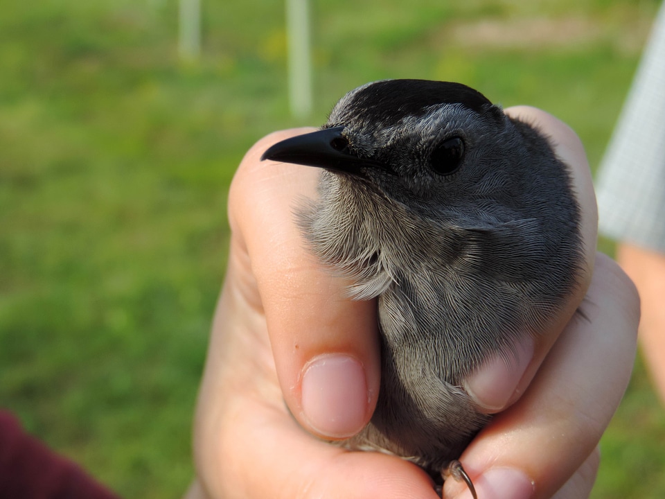 Animal bird Dumetella carolinensis