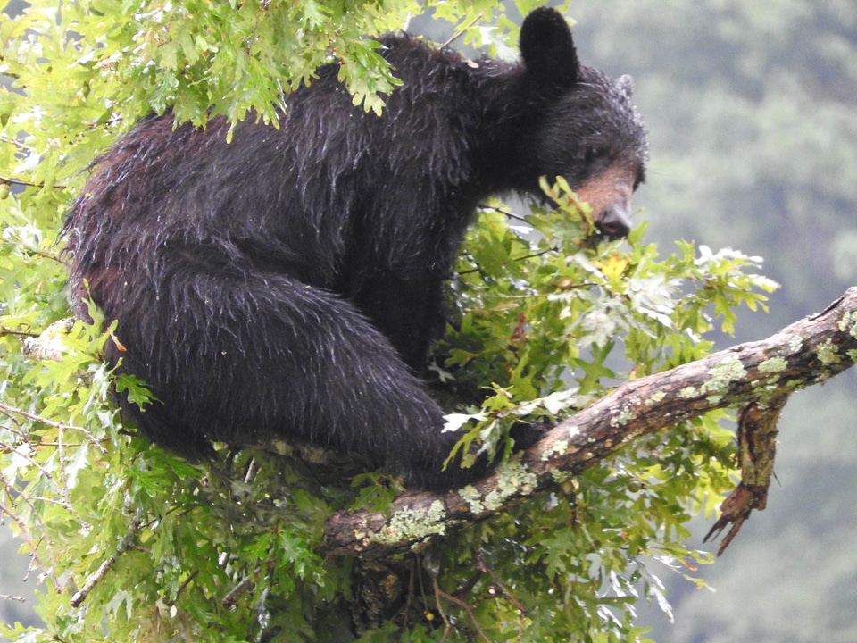 American bear black
