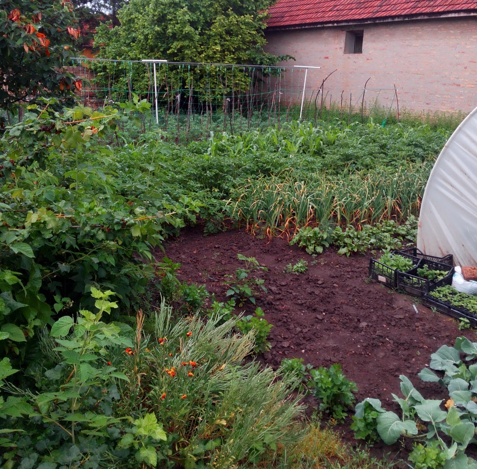 Backyard garden gardening