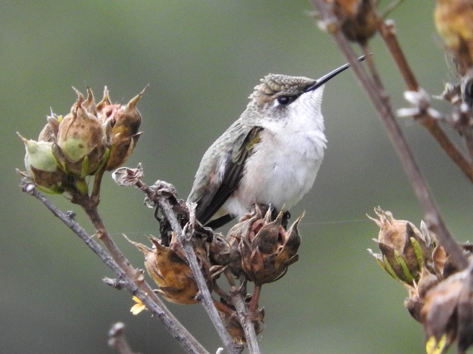 Animal bird hummingbird