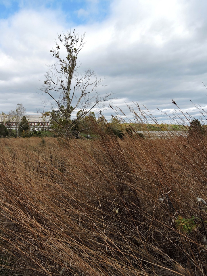 Autumn bearing field