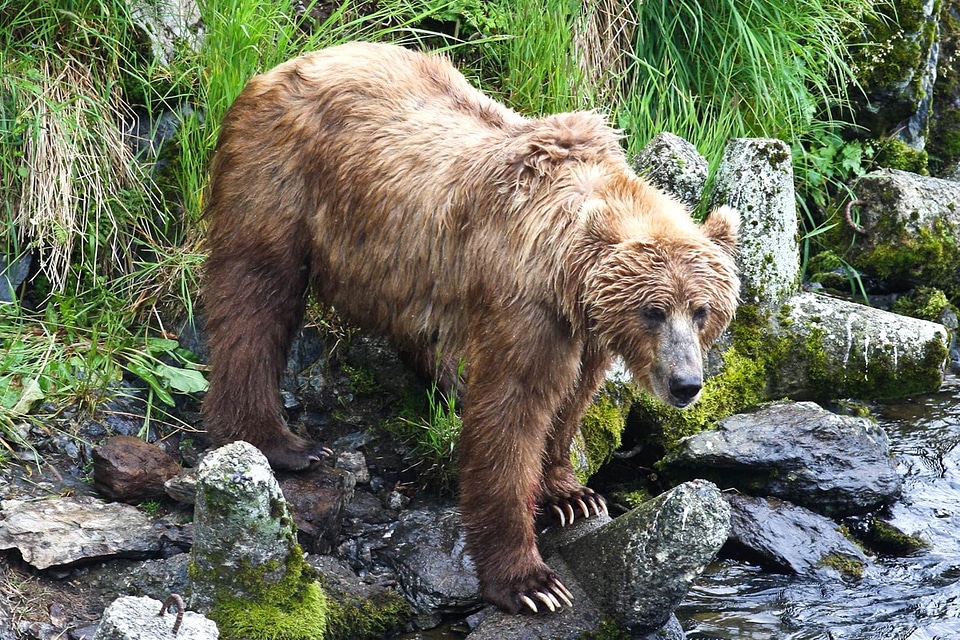 Bear brown brown bear