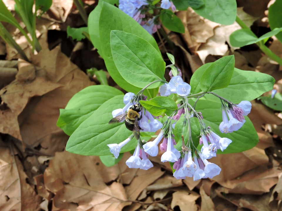 Blossoming bug bumblebee
