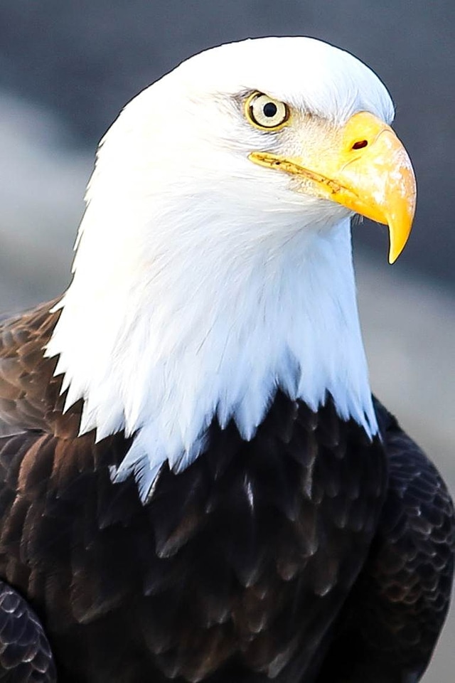 Bald Eagle bird chef