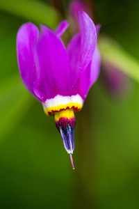 Bloo blossom blossoming