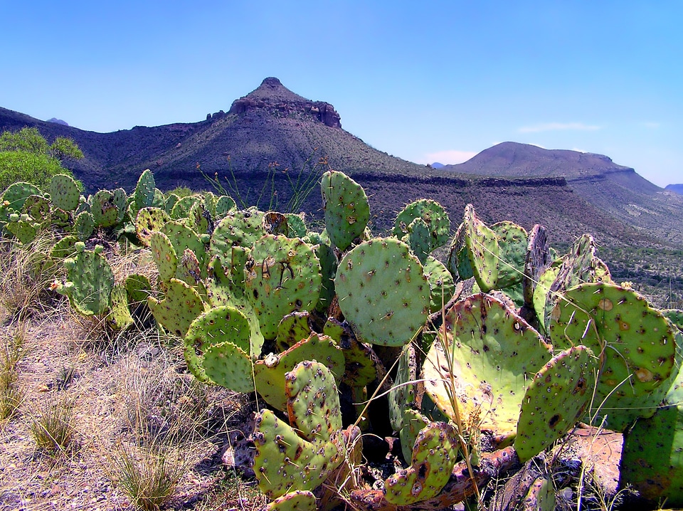 Scenic cactus cacti
