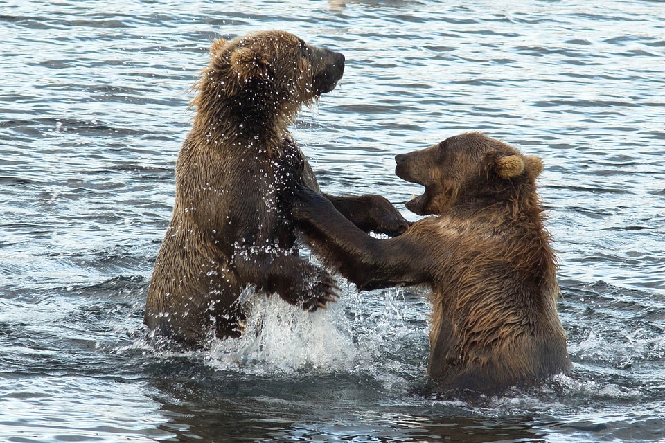 Bears brown combat