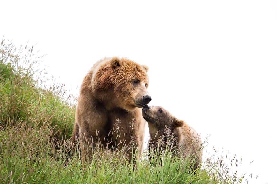 Bear brown brown bear