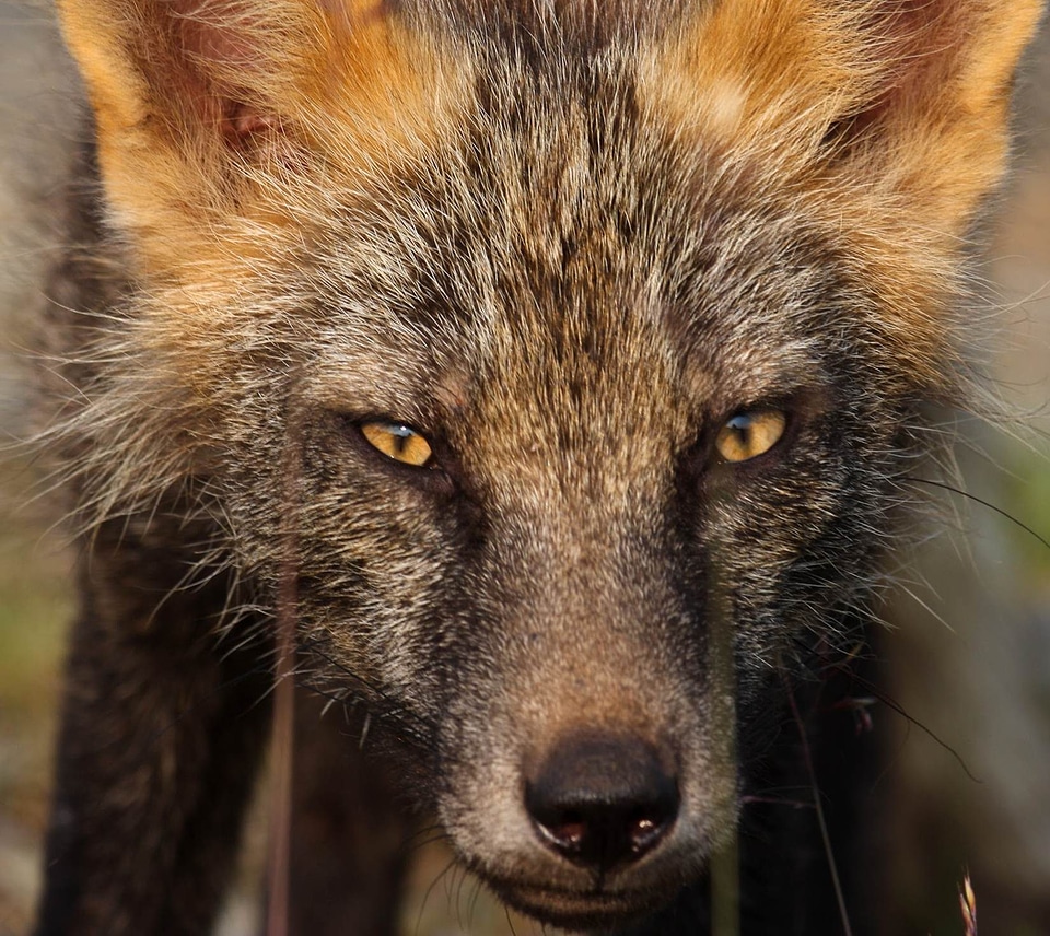 Animal beautiful image chef