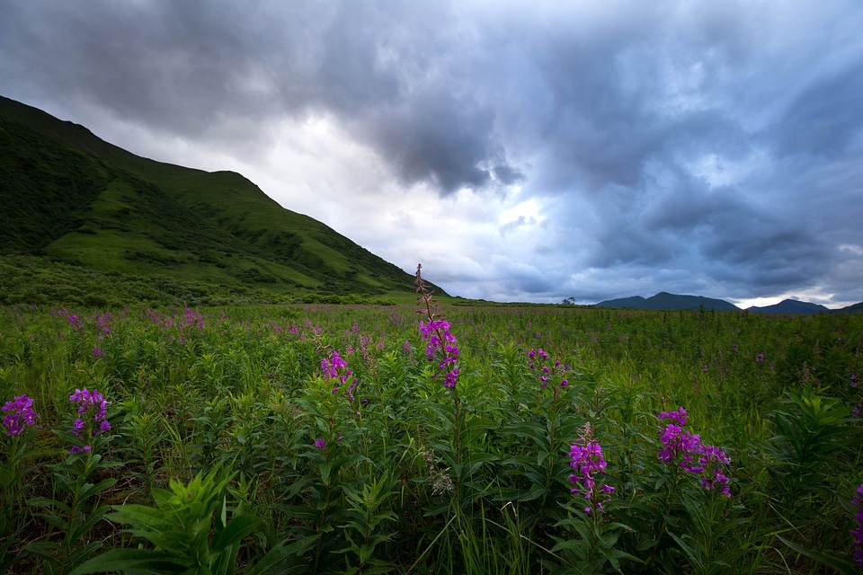 Array Chamaenerion angustifolium scenic