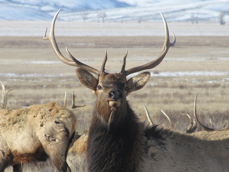 Animal antler chief