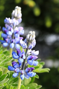 Blossoming blue bud