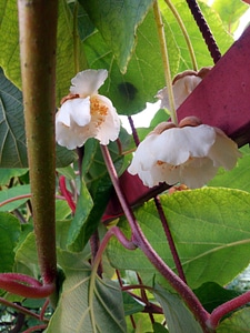 Creeper flowers plant
