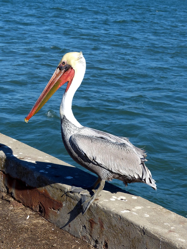 Bird brown pelican