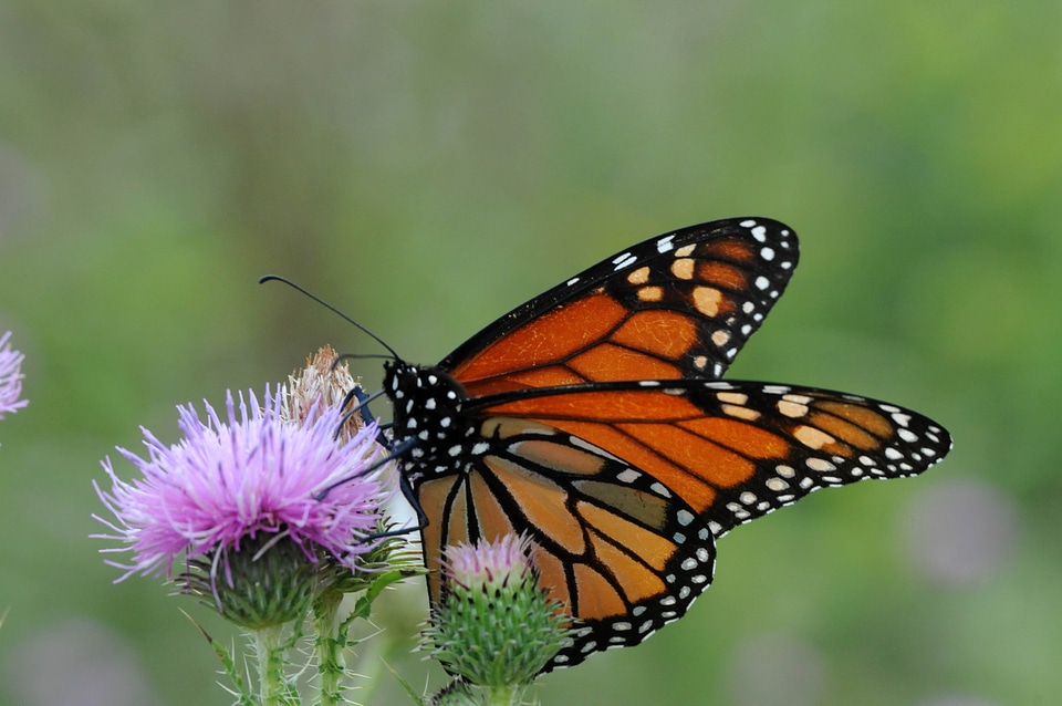 Beautiful Photo blossoming bug