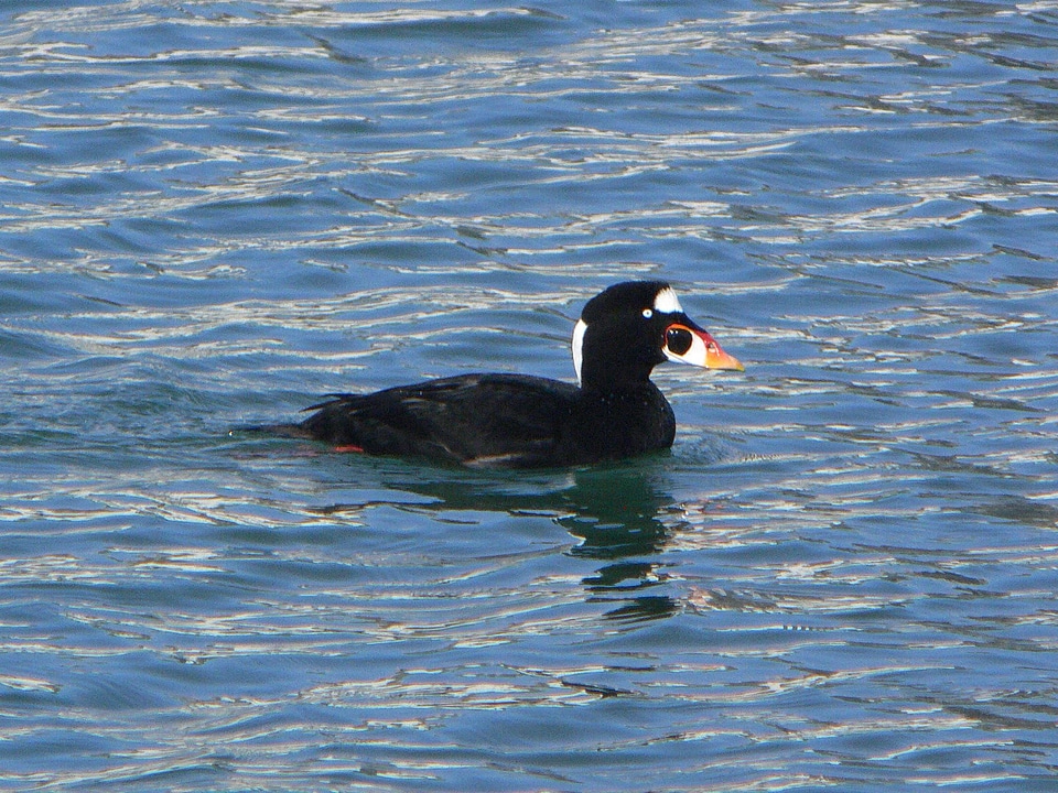 Bird black common