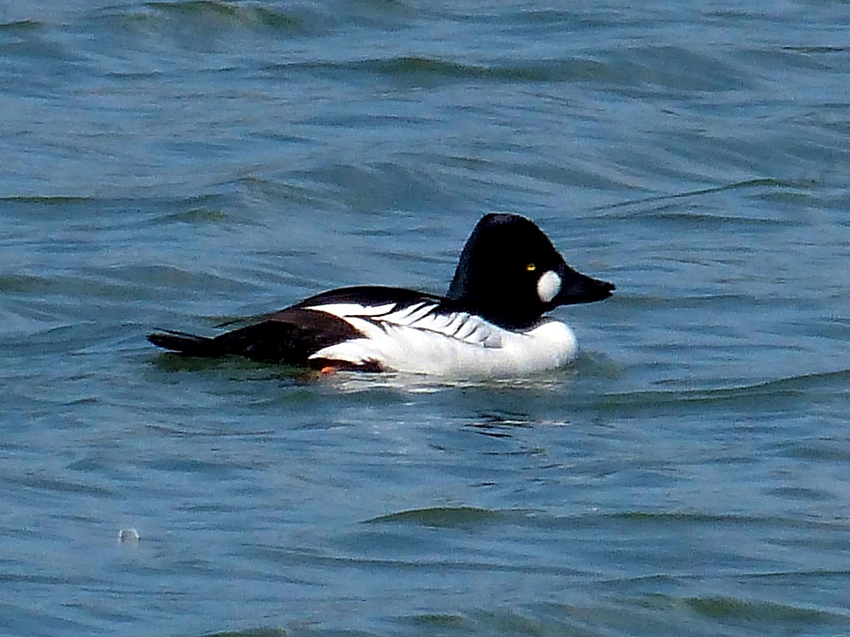 Aquatic Bird bird Bucephala clangula