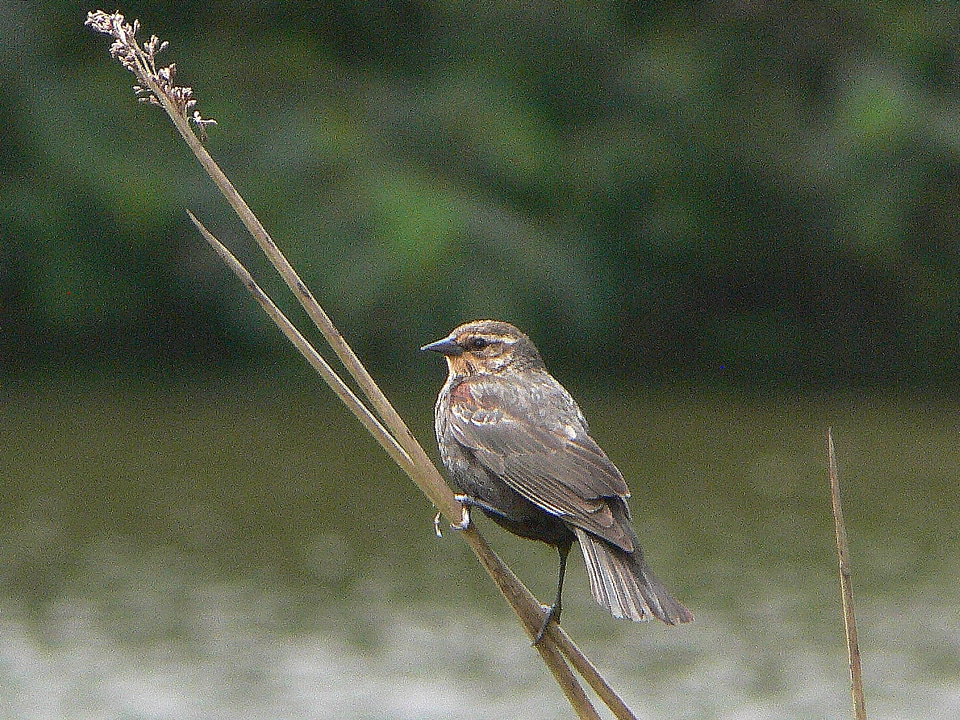 Animal bird black bird