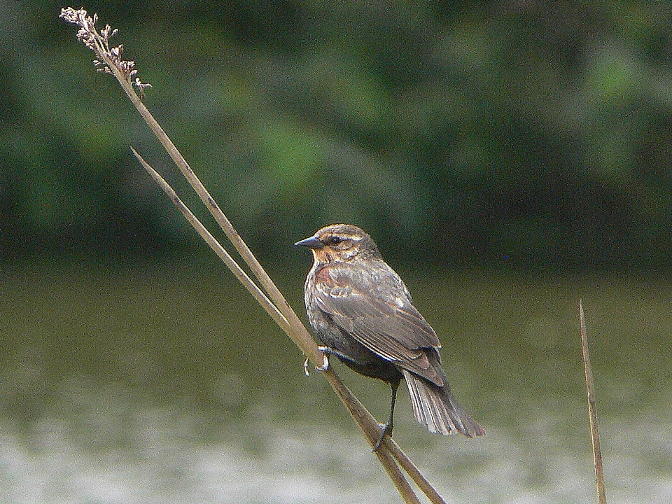 Animal bird black bird photo