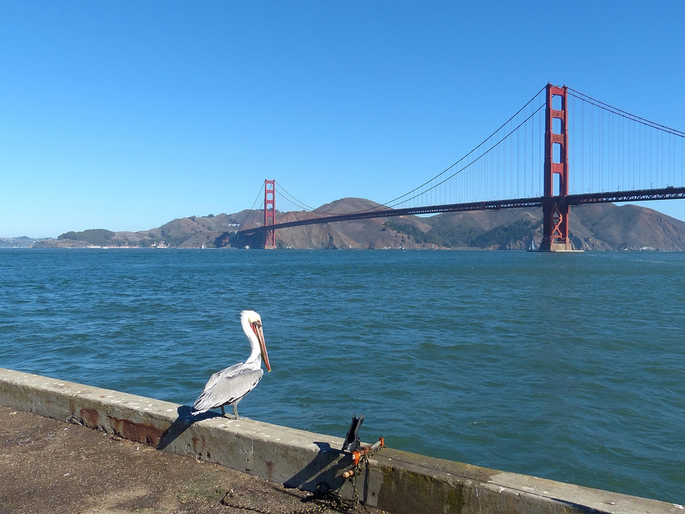 Background bird bridge