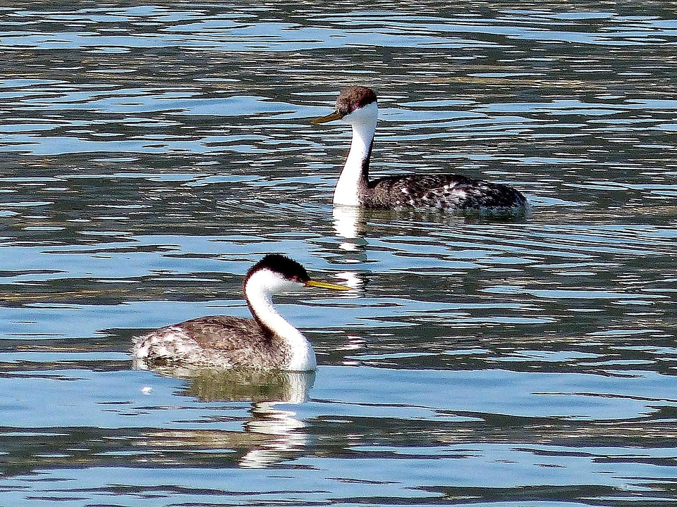 Bird lakes Podiceps nigricollis