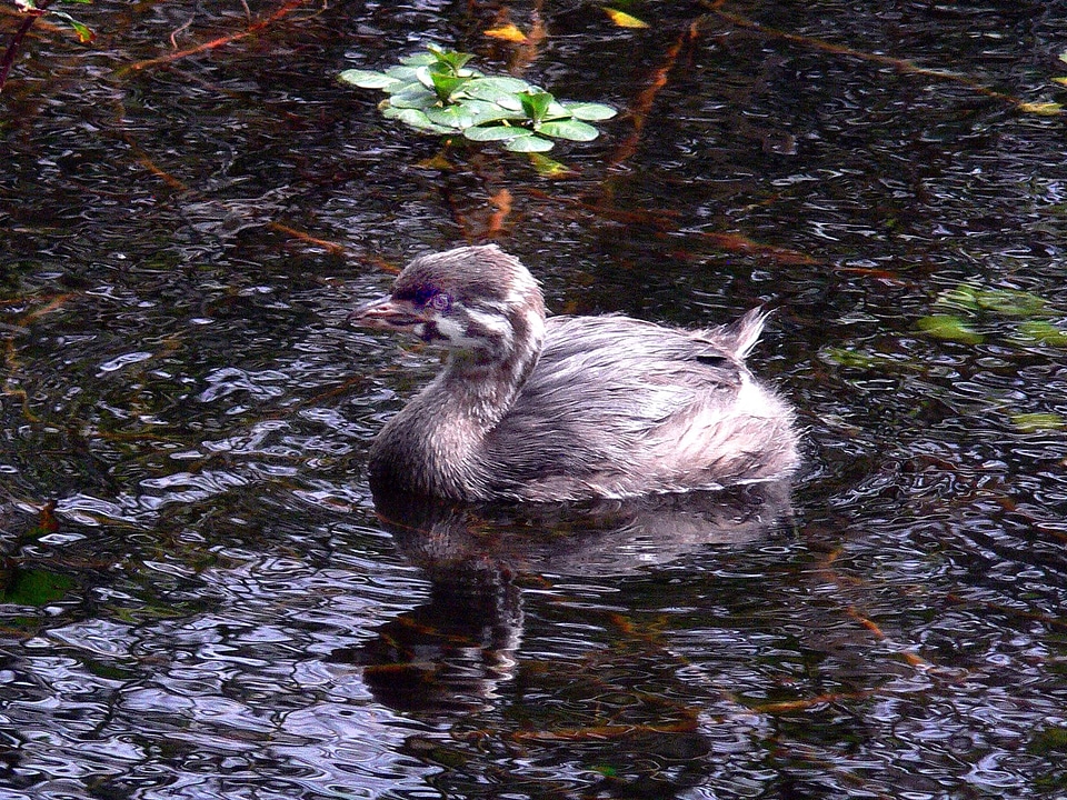 Aquatic Bird bathe bird