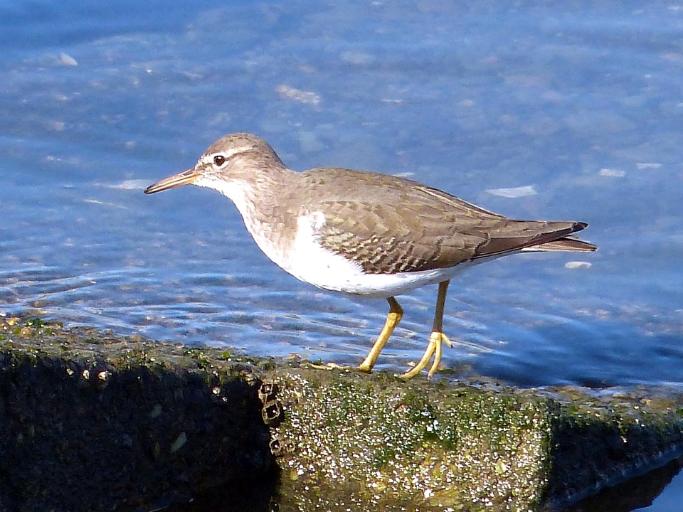 Animal bird Scolopacidae