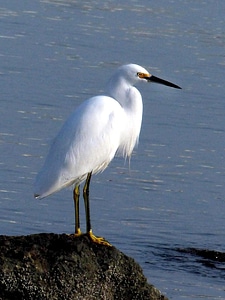 Bird egret water