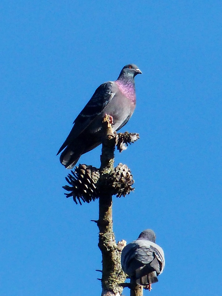Bird blue sky bouquet