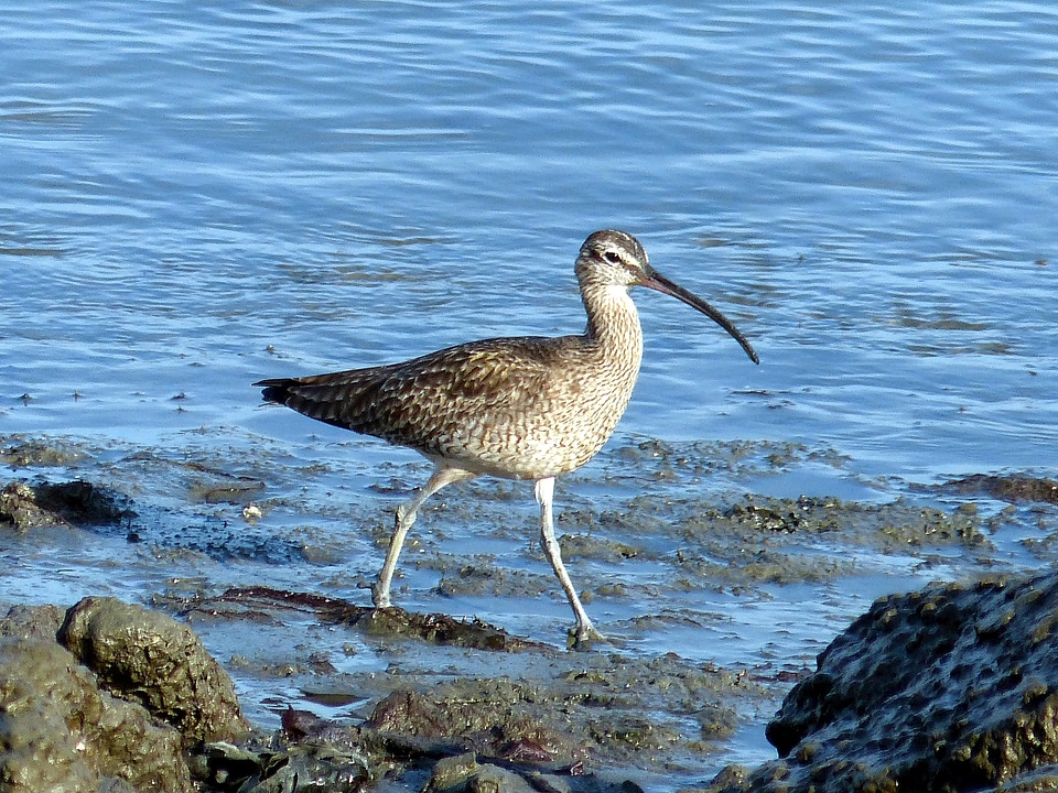 Bird Scolopacidae shoreline