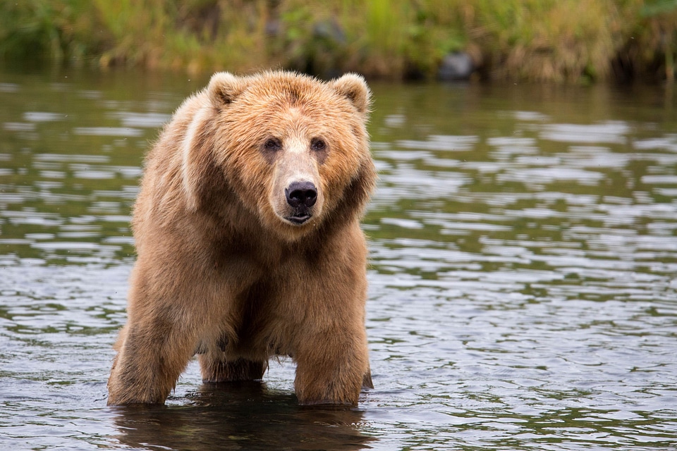 Bear beautiful photo brown