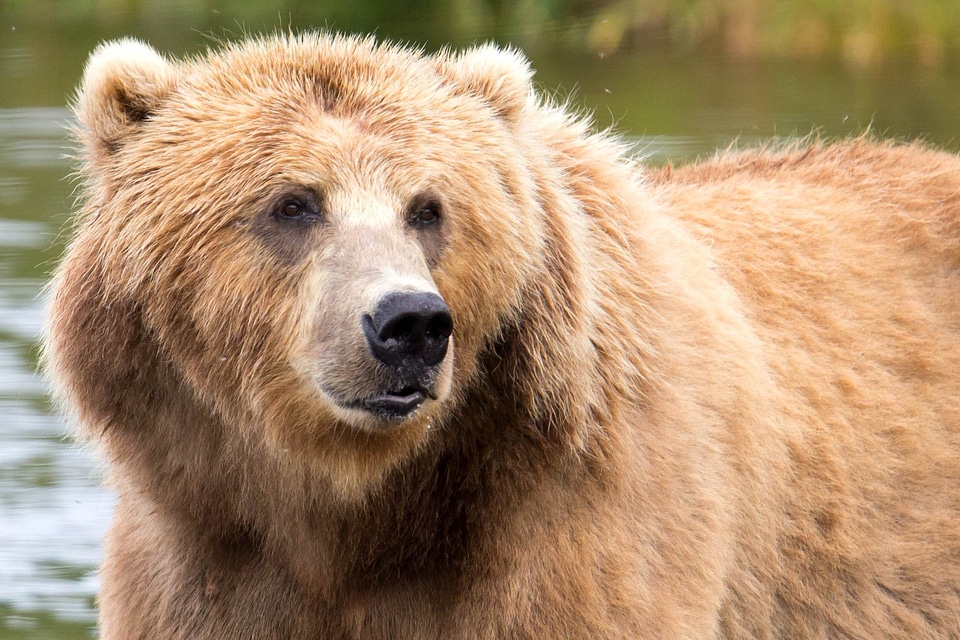 Animal bear beautiful photo